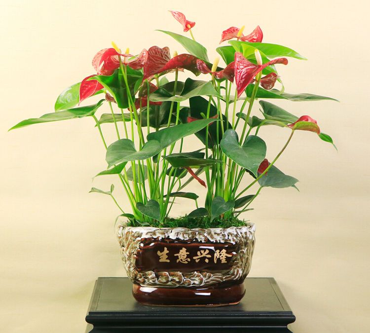 4种寓意超好的发财花,不是那么喜欢水,养护起来要注意__财经头条