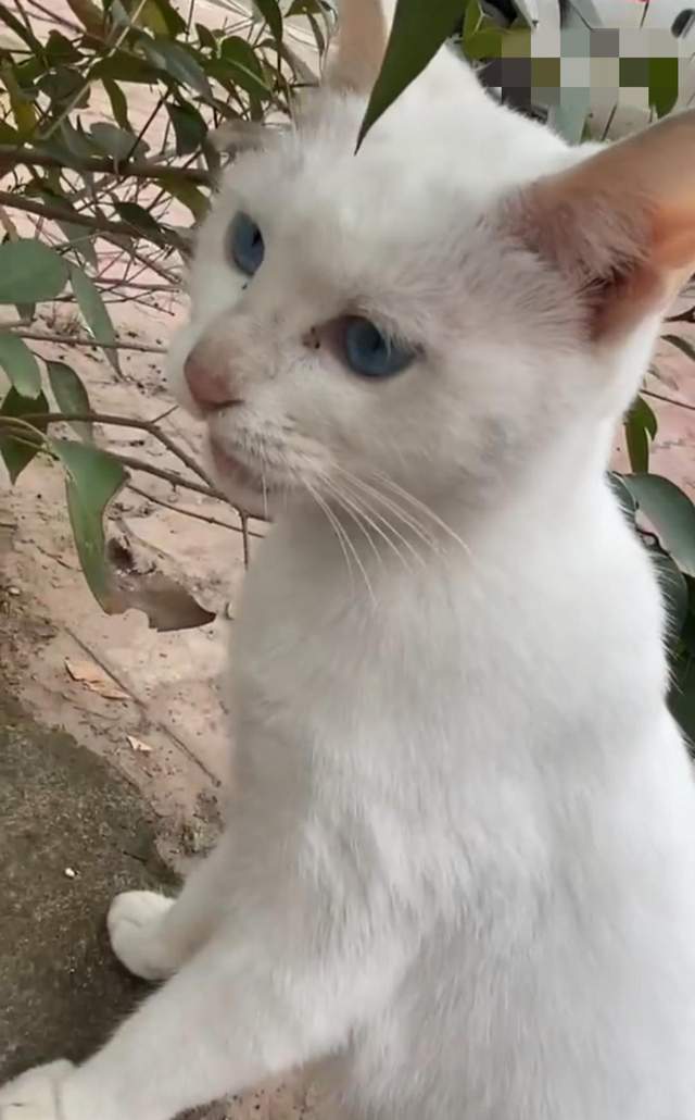 警方通报!当家主母因拍摄致猫死亡不成立,蒋勤勤曾为此发声休闲区蓝鸢梦想 - Www.slyday.coM 警方通报!当家主母因拍摄致猫死亡不成立,蒋勤勤曾为此发声休闲区蓝鸢梦想 - Www.slyday.coM