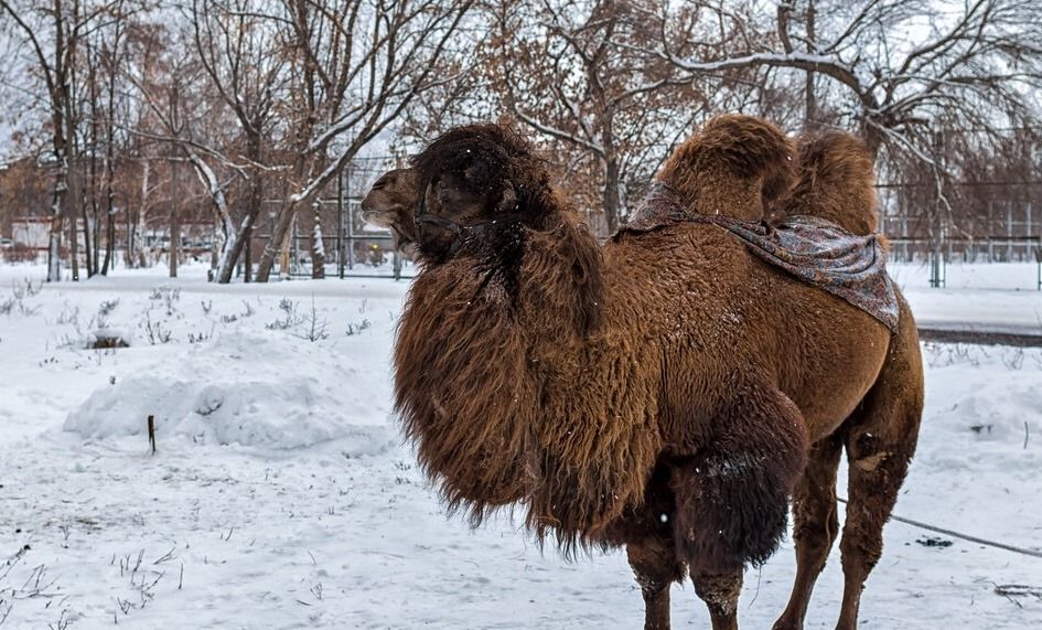天气预报：今天是小年，撒哈拉沙漠下了雪，25省雨雪，看农谚咋说休闲区蓝鸢梦想 - Www.slyday.coM