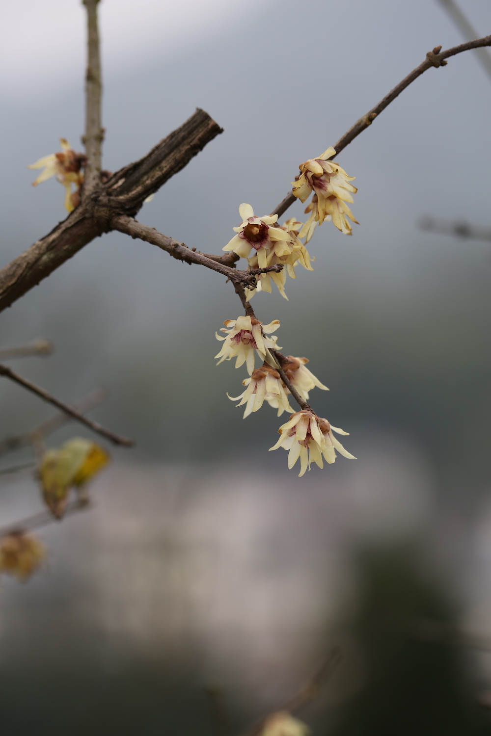 狗牙梅 &nbsp;周敏 图