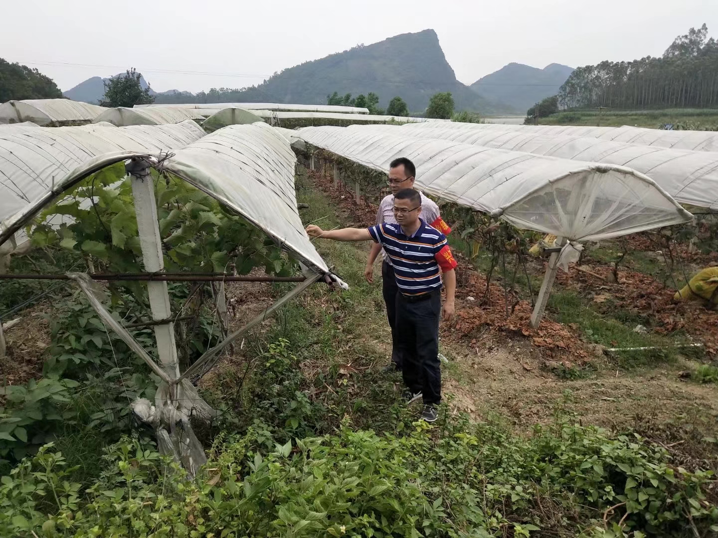 梁露在兴宾区五山镇古村葡萄种植基地了解葡萄种植情况。周天宇 摄