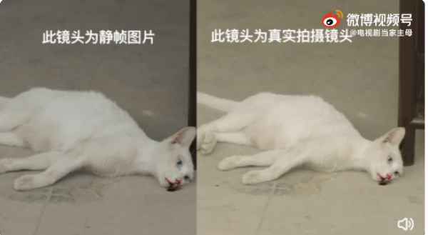 《当家主母》剧组虐猫？警方通报休闲区蓝鸢梦想 - Www.slyday.coM