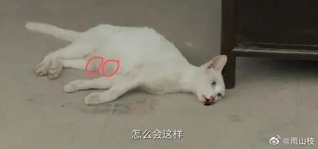 真相来了！警方通报：剧组因拍摄致猫死亡等事实不成立休闲区蓝鸢梦想 - Www.slyday.coM