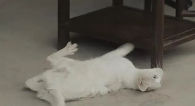 热播剧因拍摄致猫死亡？警方通报：3人被抓休闲区蓝鸢梦想 - Www.slyday.coM