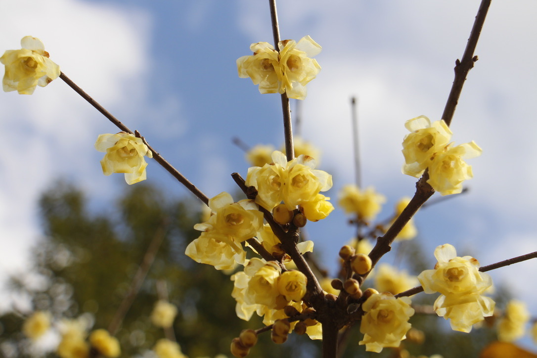 素心腊梅(花蝴蝶).&nbsp; &nbsp;澎湃新闻记者 王昱 图