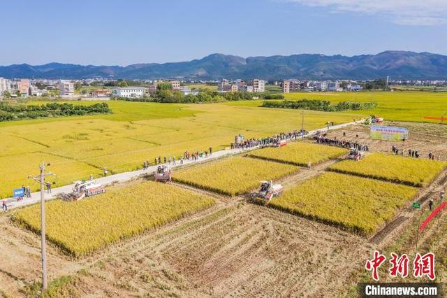 资料图：广西水稻机收。 陈冠言 摄