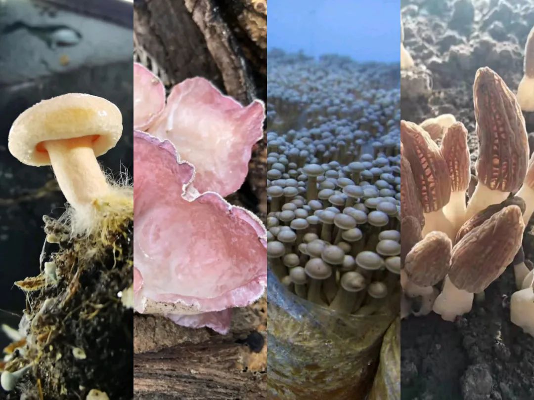 在四川,连食用菌都是爱你的颜色!|食用菌|木耳|羊肚菌_新浪新闻