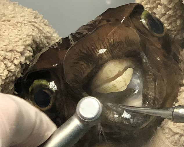 英国一位主人带宠物河豚看牙医 因牙齿太长无法进食|河豚_新浪新闻