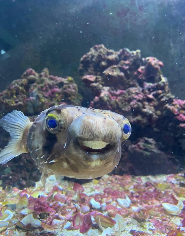 英国一只豪猪河豚鱼门牙太长影响进食,主人为其找牙医进行手术|英国