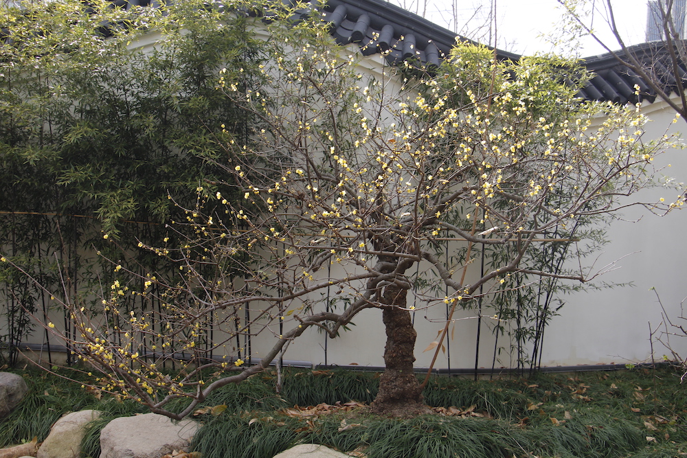 造型蜡梅&nbsp; &nbsp; &nbsp;澎湃新闻记者 王昱 图