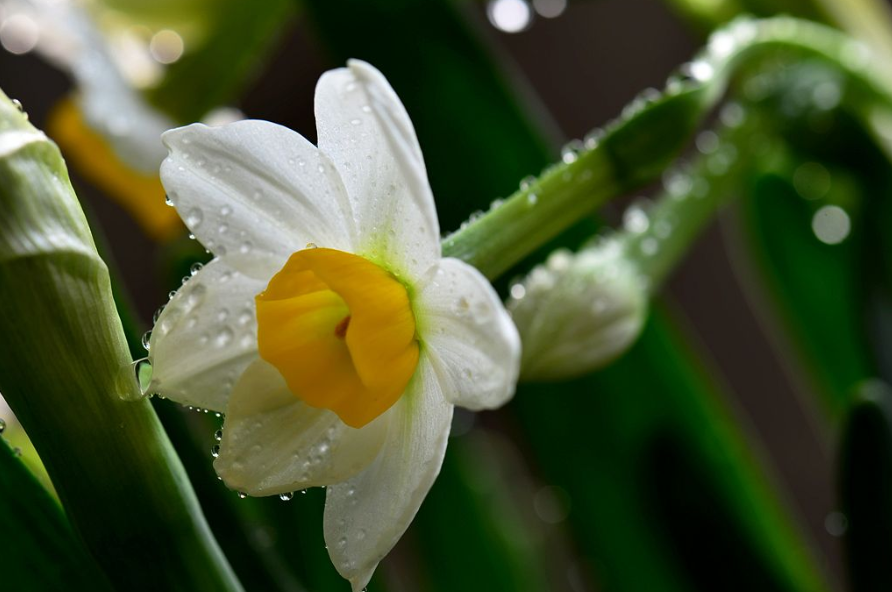 冬季宅家看水仙