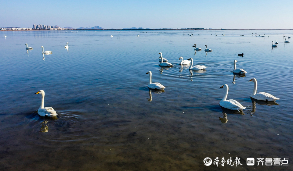 美如画山东荣成天鹅湖上大天鹅起舞