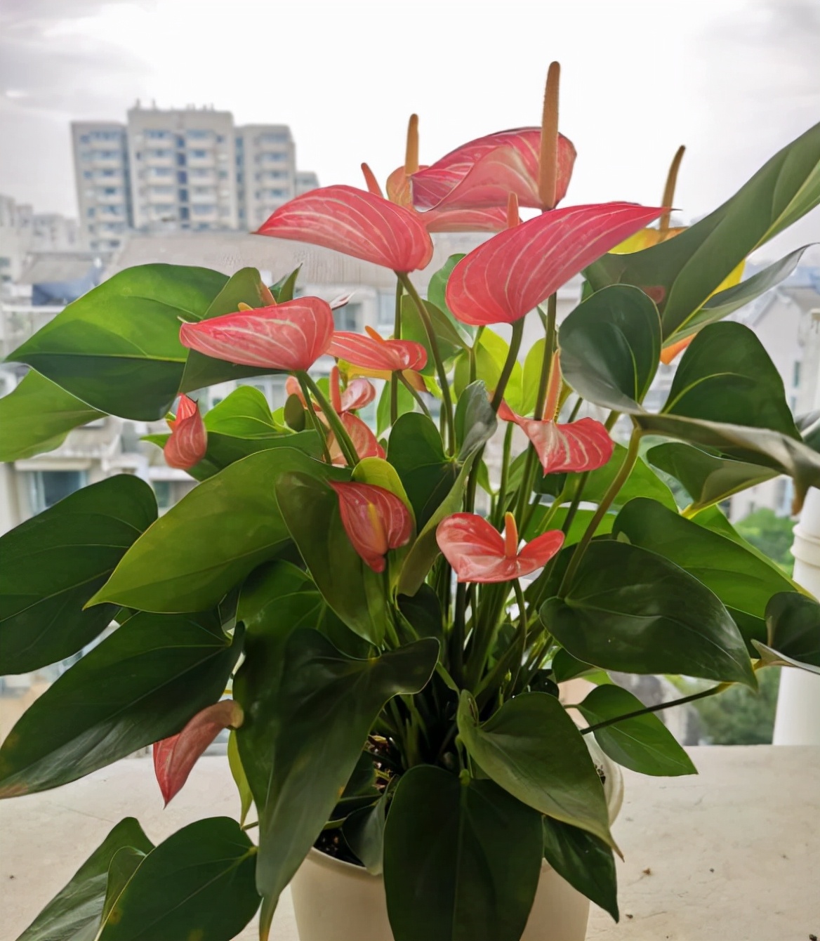 红掌花期长寓意好家中注意4点叶片绿的发亮红花接连开放