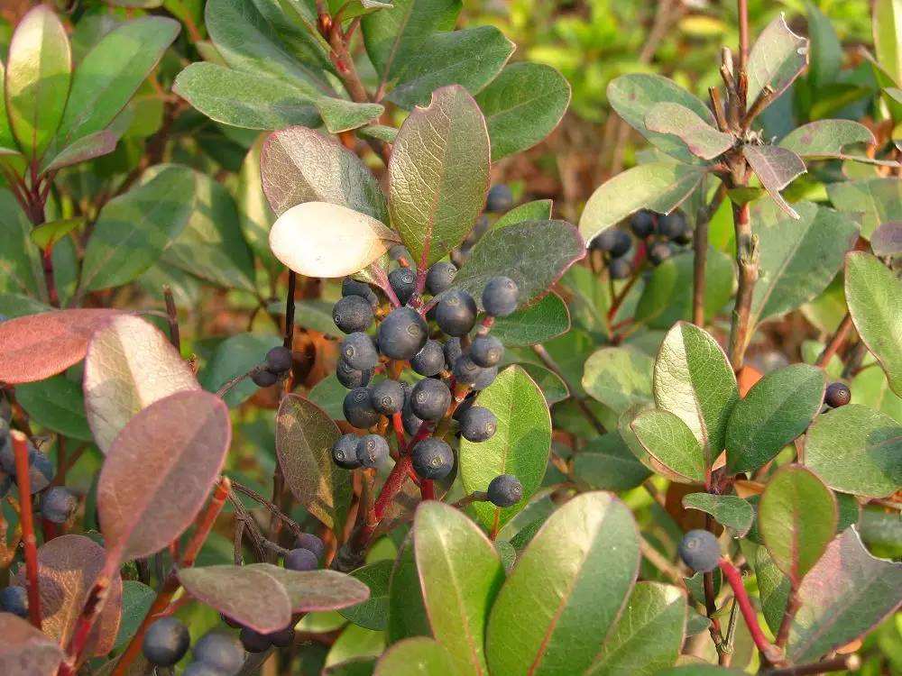 石斑木别名雷公树它全身都是宝这些用途你知道吗