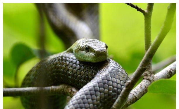 杀人魔蛇黑曼巴蛇,竟敢挑衅新疆苍鹰,尸骨无存__财经头条