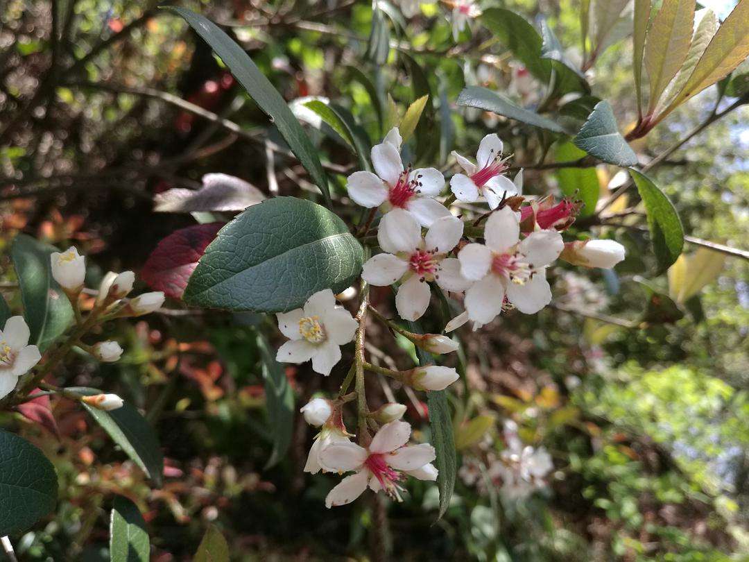 石斑木别名雷公树它全身都是宝这些用途你知道吗