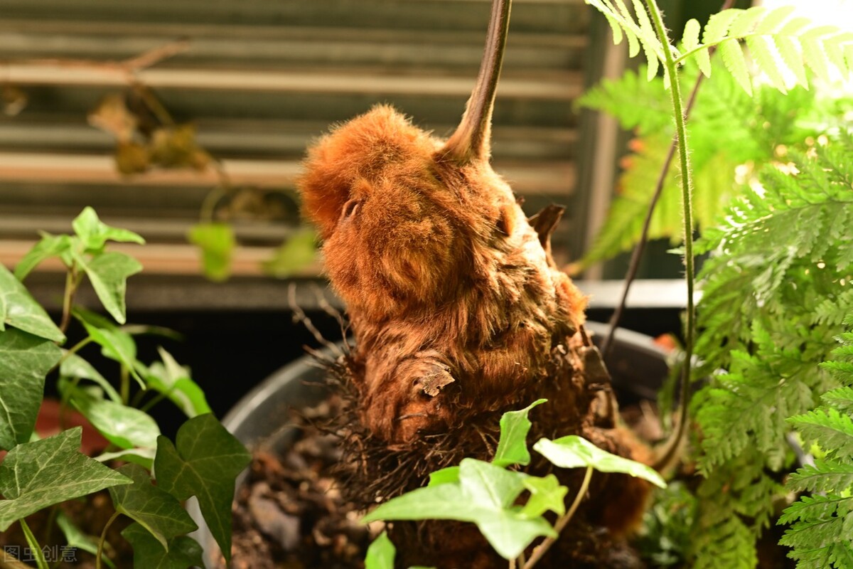 它是国家濒危珍奇植物金毛狗蕨山里见到千万别挖来认识下