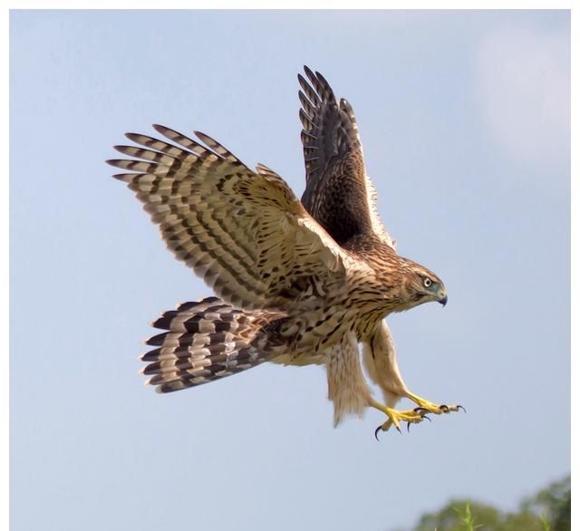 杀人魔蛇黑曼巴蛇,竟敢挑衅新疆苍鹰,尸骨无存__财经头条