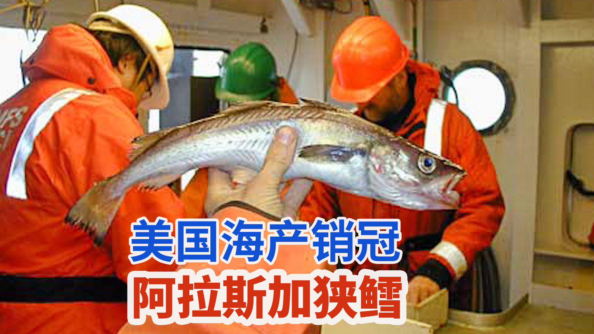美国渔业产值最大的海产鱼类阿拉斯加狭鳕鱼