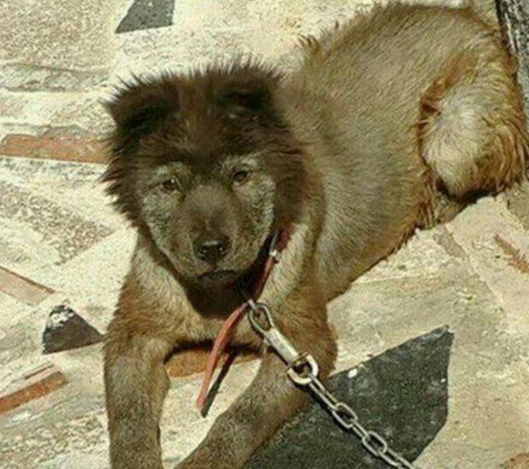 男子20元买了只土狗长大后丑出新境界邻居越看越忍不住笑了