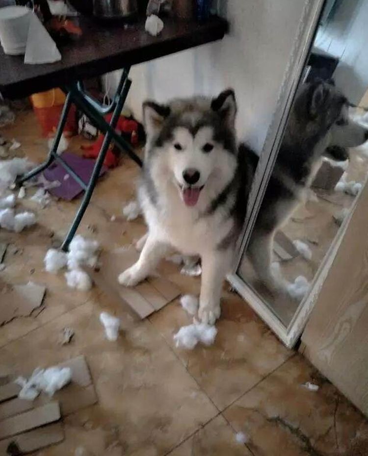 好像干了坏事的犬不是它一样,阿拉斯加不愧和二哈长的像,这拆家能力与