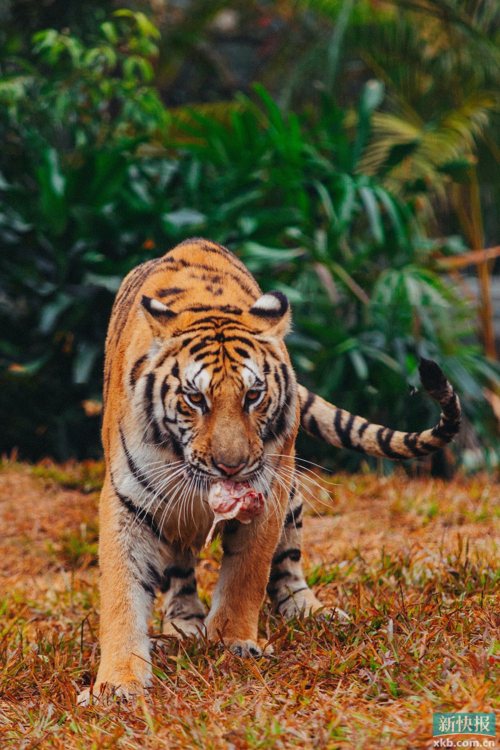 虎年花式看虎,长隆野生动物世界老虎"新家"迎客|野生动物世界|长隆|展