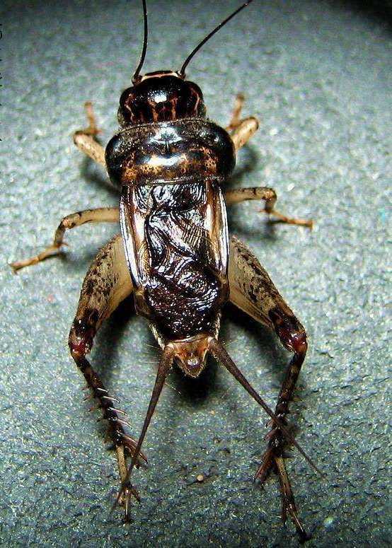 寻踪济南玩家四玩蛐蛐结缘黑伯龙杨大林讲述老济南斗蟋往事