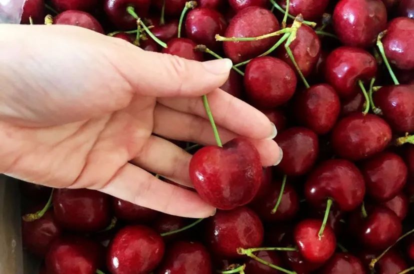 这么贵的车厘子，到底和樱桃有啥区别？休闲区蓝鸢梦想 - Www.slyday.coM