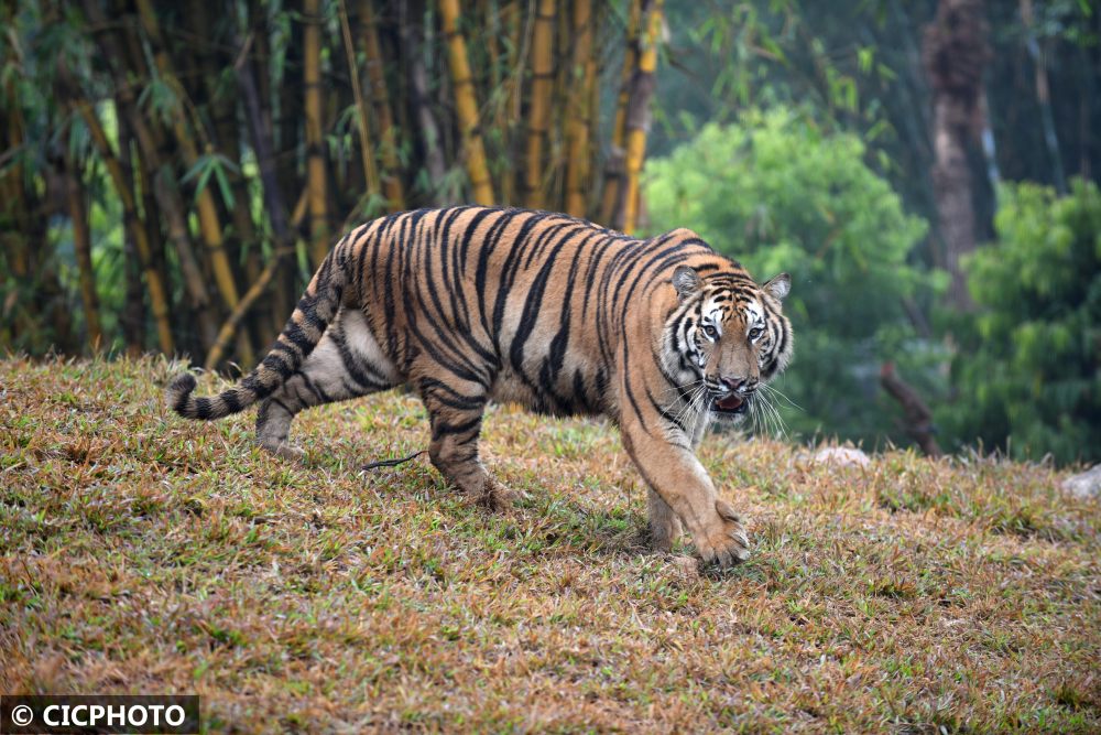 　　↑在广州长隆野生动物世界新虎区内拍摄的的孟加拉虎。CICPHOTO/许建梅 摄