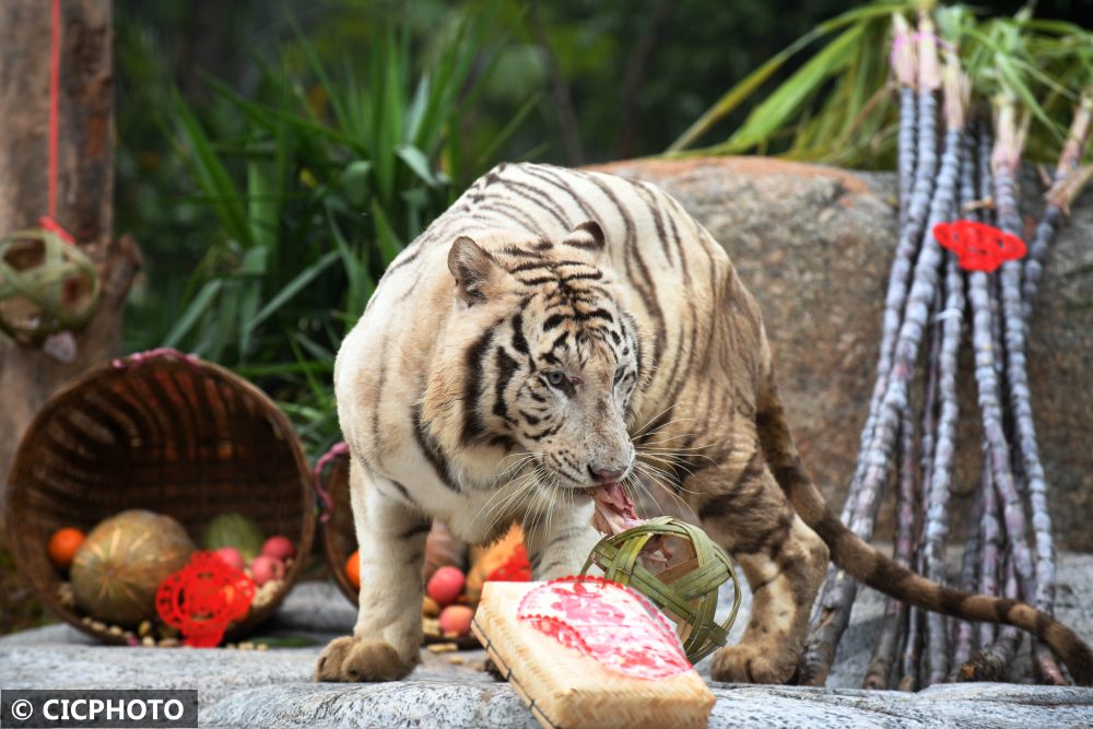 　　↑在广州长隆野生动物世界新虎区内，白虎在“新居”拆取食物盲盒。CICPHOTO/许建梅 摄