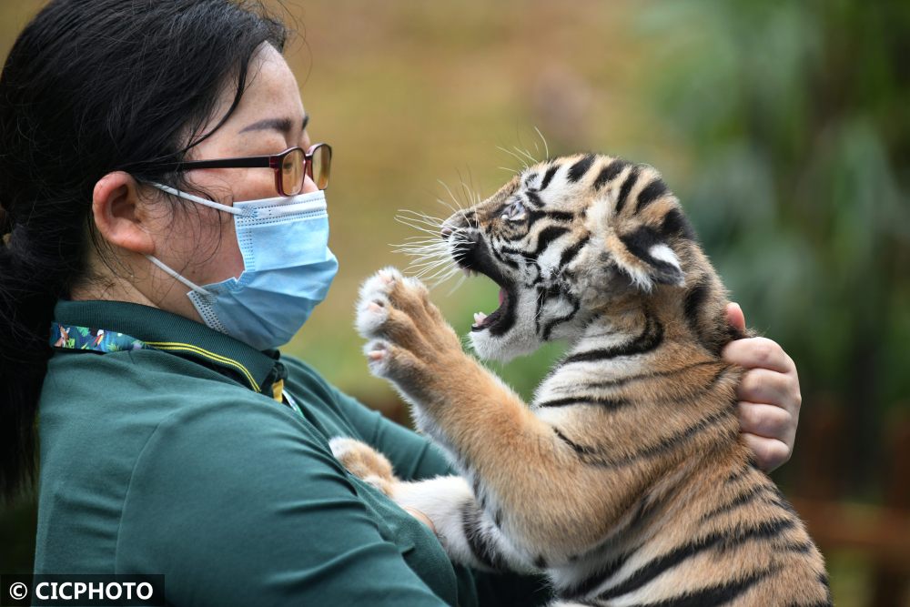 　　↑在广州长隆野生动物世界，保育员携幼虎亮相新虎区落成仪式。CICPHOTO/许建梅 摄