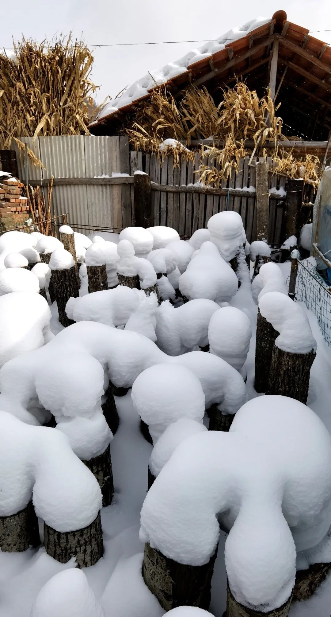 吉林省摄协摄影志愿者走进松岭雪村