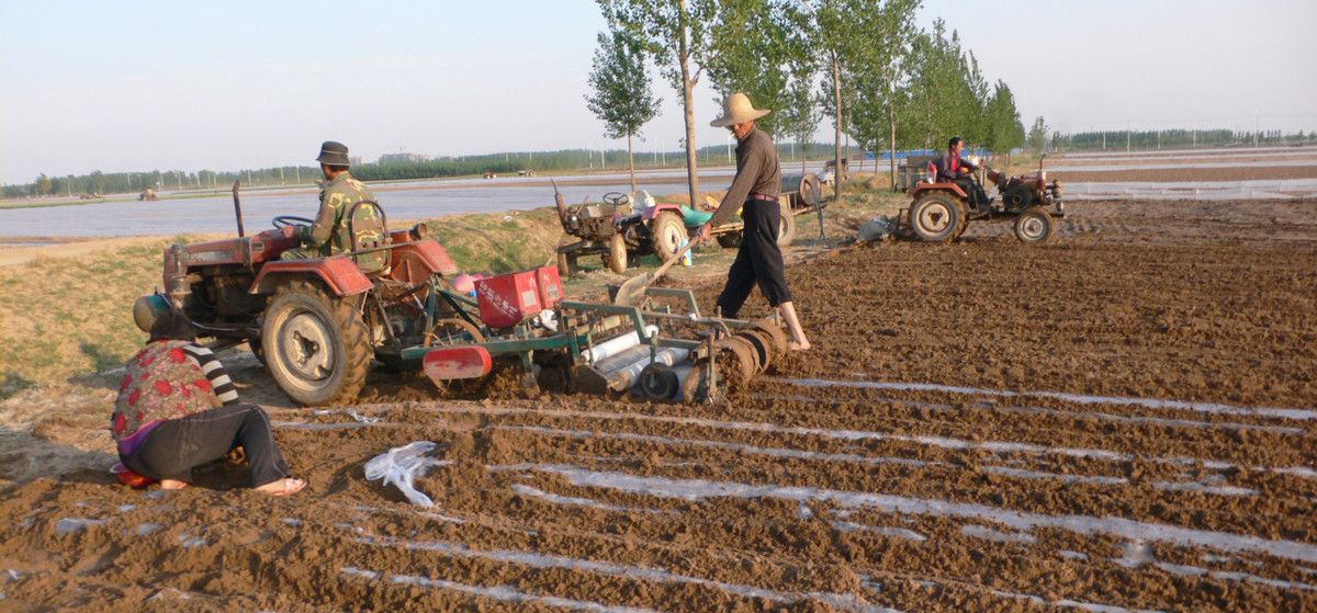 花生播种一穴要几粒如何进行播种
