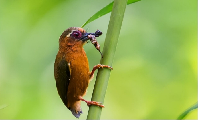 湖南一竹林无人却传出敲竹声,老人称是"竹精鬼",真的吗|啄木鸟|竹林
