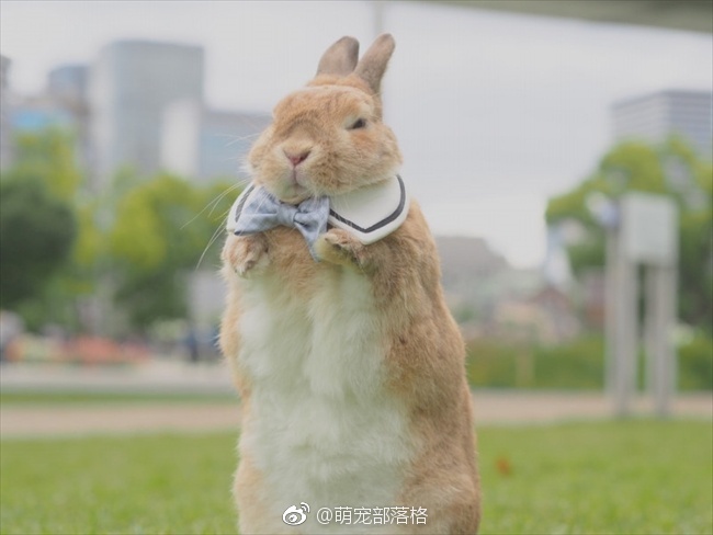 早起的小兔兔伸个懒腰,嗷唔手太短惹15(29070`29)16|小兔兔