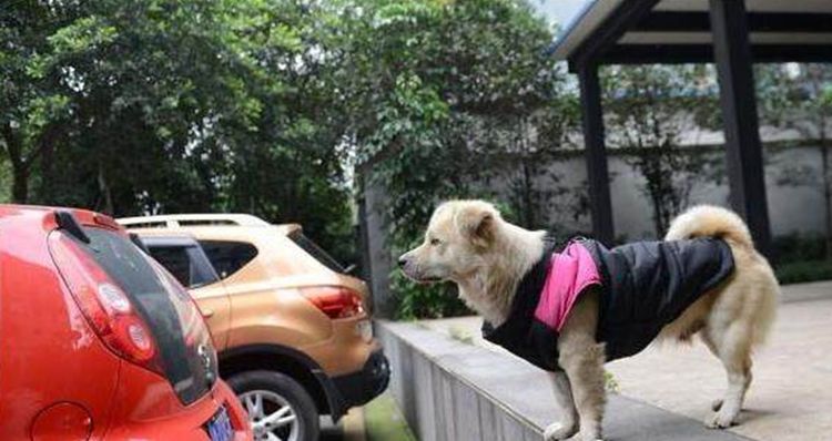 流浪狗追着出租车狂奔,路人纷纷驻足观看,真实原因让人沉默|狗狗|流浪