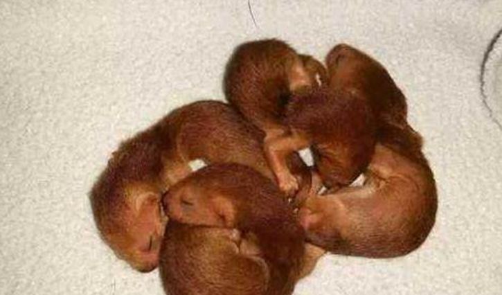 女子回老家打扫屋子翻出一窝黄鼠狼幼崽放在手心简直萌翻了