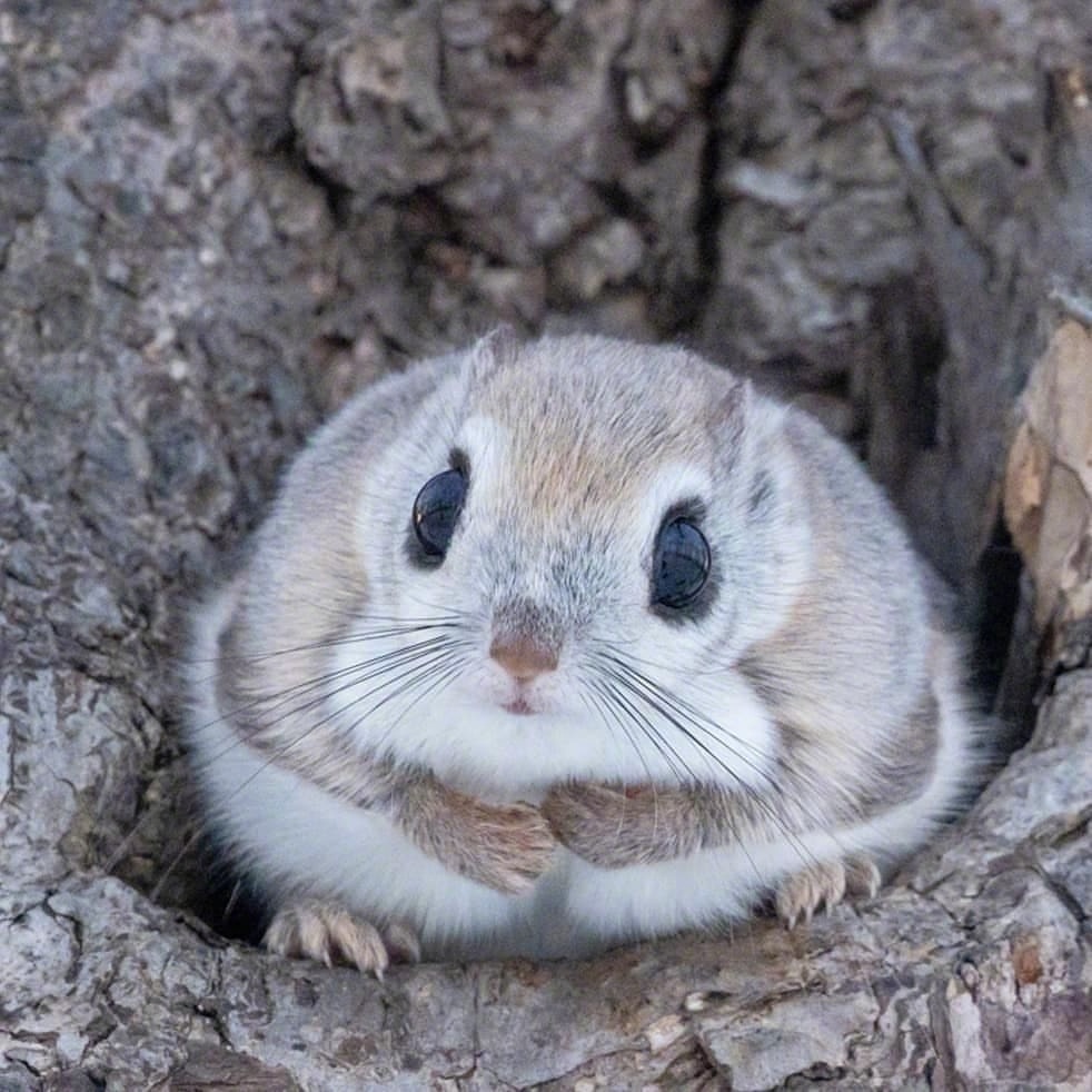 可爱的小飞鼠早安discoverwildlife