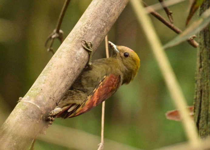 湖南一竹林无人却传出敲竹声,老人称是"竹精鬼",真的吗|啄木鸟|竹林