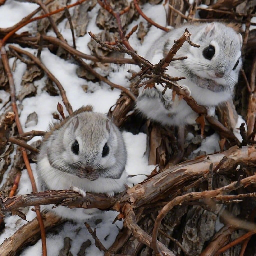 可爱的小飞鼠早安discoverwildlife