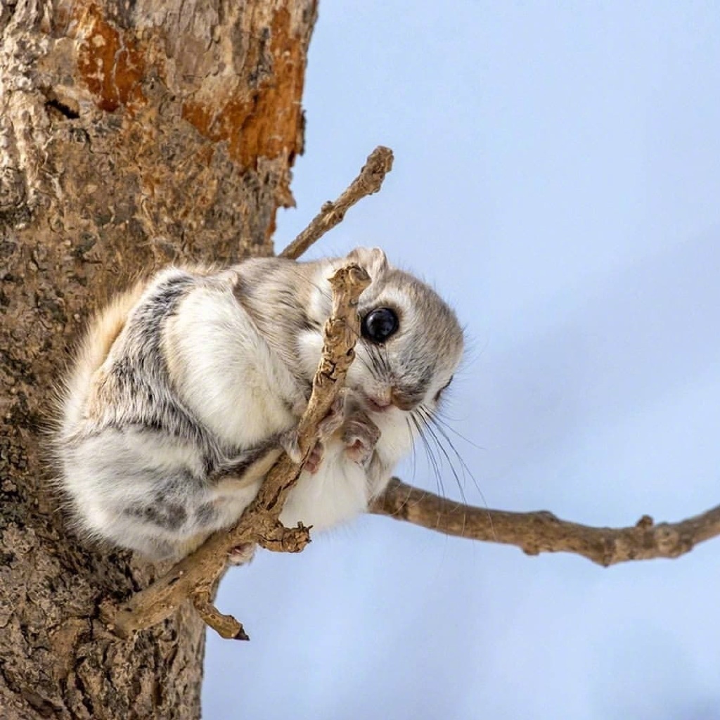 可爱的小飞鼠早安discoverwildlife