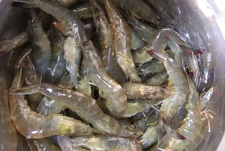 做水煮虾,冷水煮还是开水煮?都不对,教你正确做法,鲜嫩没腥味休闲区蓝鸢梦想 - Www.slyday.coM 做水煮虾,冷水煮还是开水煮?都不对,教你正确做法,鲜嫩没腥味休闲区蓝鸢梦想 - Www.slyday.coM