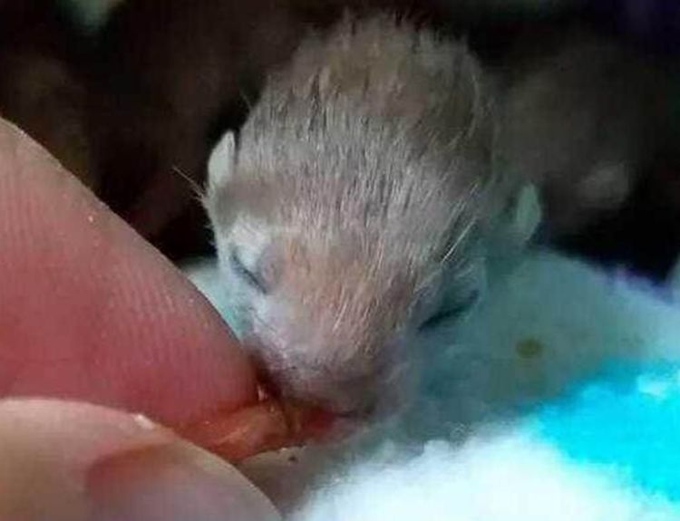 女子回老家打扫屋子翻出一窝黄鼠狼幼崽放在手心简直萌翻了