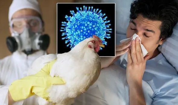 美国禽流感图片