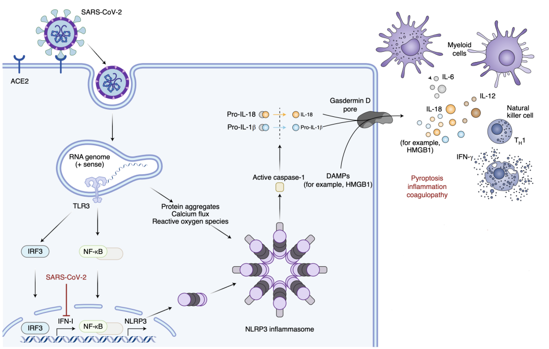 当新冠病毒进入细胞之后,病毒特异性蛋白就会被i类主要组织相容性复合