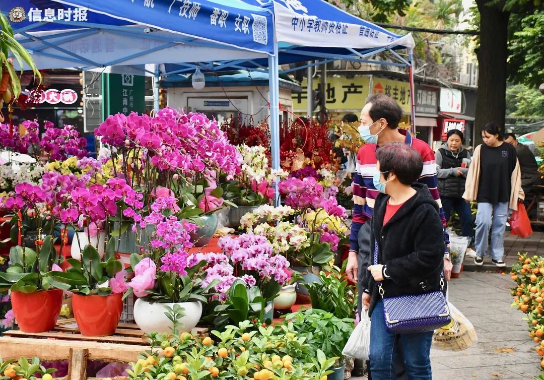 在海珠区宝业路一年花售卖点,棚内的蝴蝶兰姹紫嫣红开得正旺,吸引了不