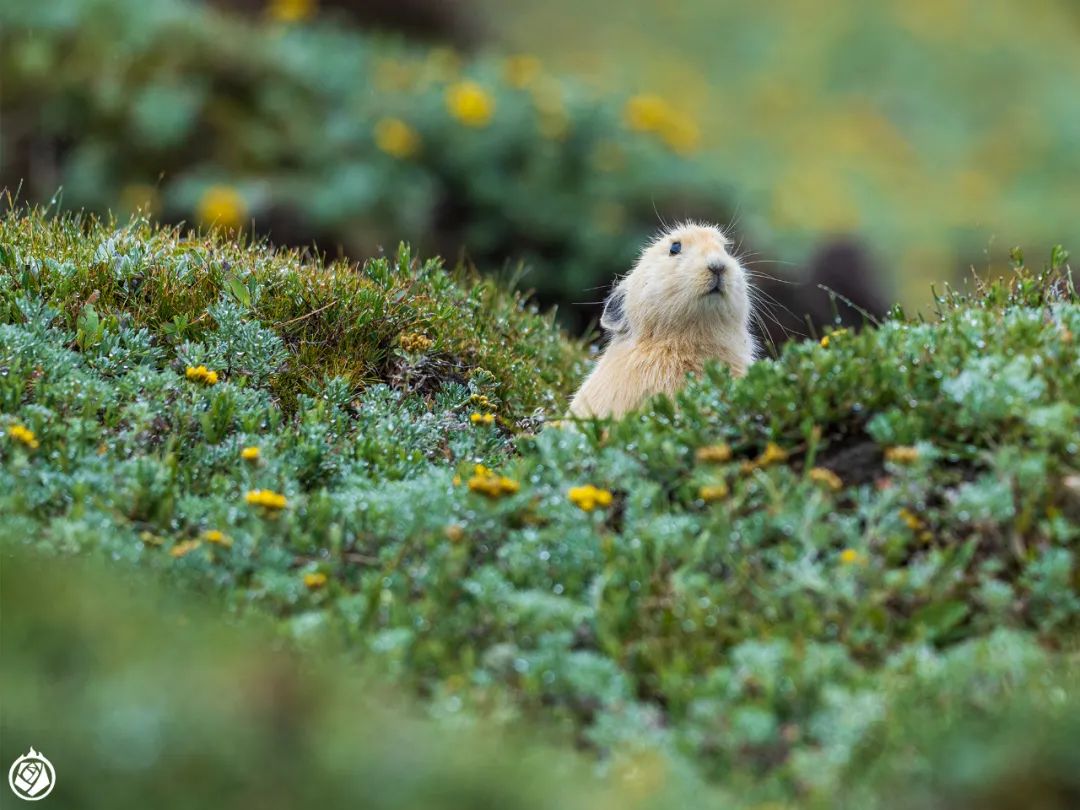 这是一小群高原鼠兔.其中最引人瞩目的是两个白色个体.