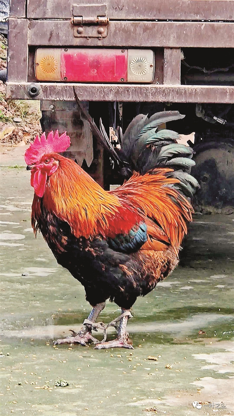 提前吃的“年夜饭”休闲区蓝鸢梦想 - Www.slyday.coM