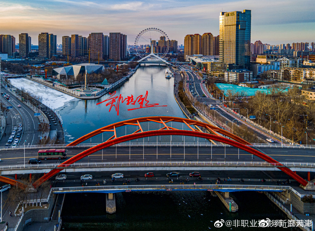 大天津金刚桥海鸥成群结队哦