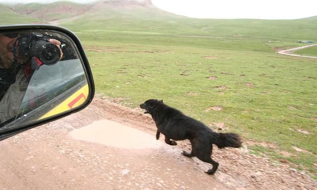 河北邯郸失联十三岁男孩找到了，家属无法接受，他死于四只恶犬休闲区蓝鸢梦想 - Www.slyday.coM